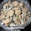 Magic mushrooms