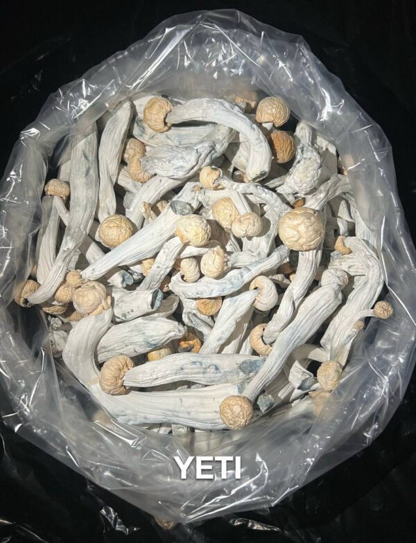 Magic mushroom